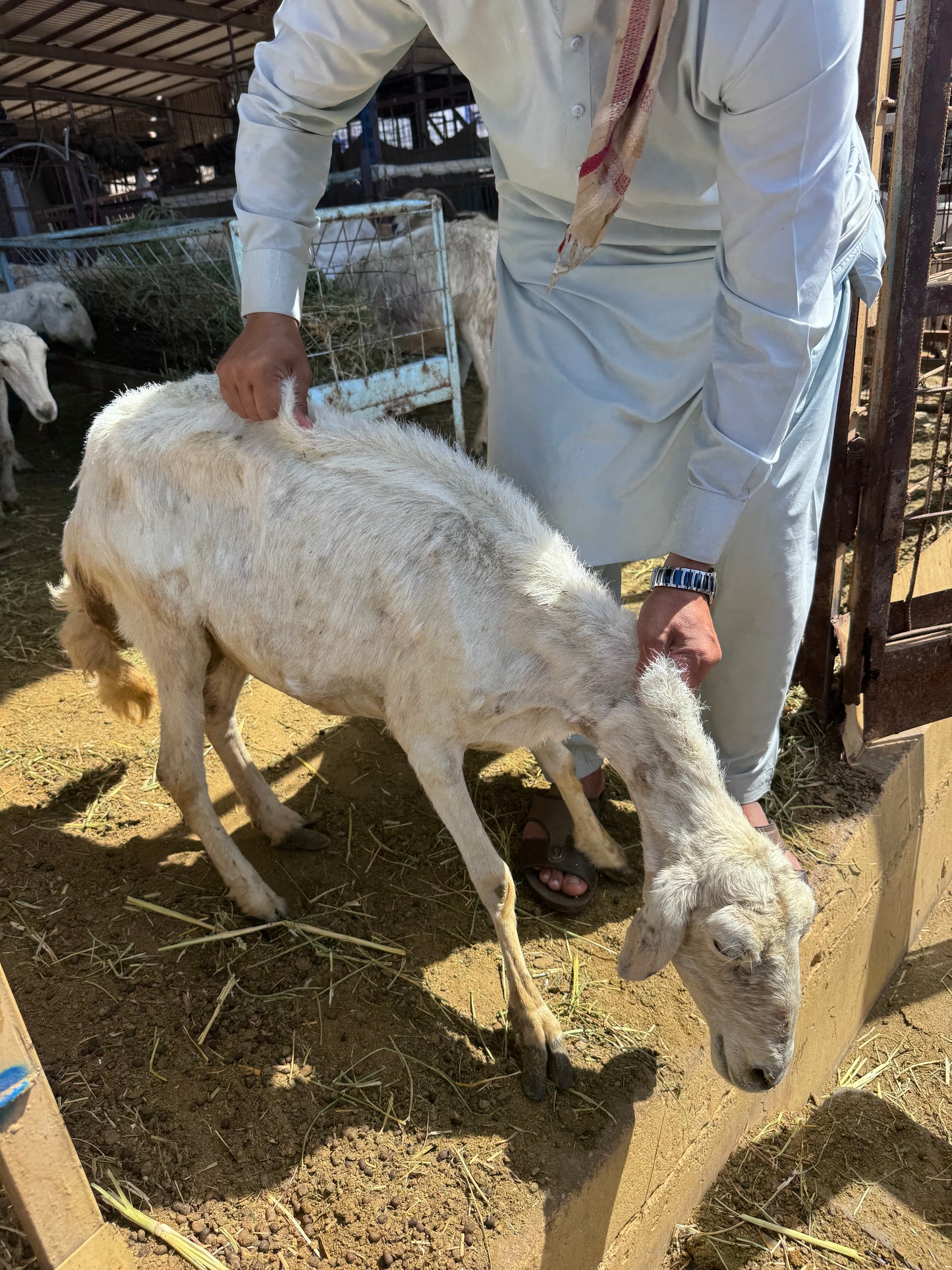 Sheep-Goat-Ram (Email will be send on completion Inshallah)
