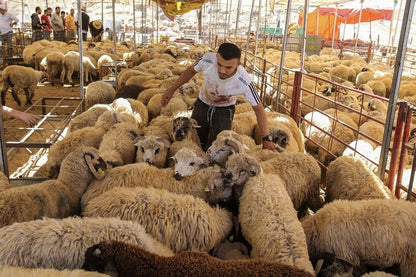 Sheep-Goat-Ram (Email will be send on completion Inshallah)