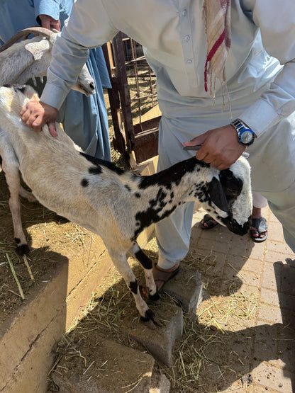 Sheep-Goat-Ram (Email will be send on completion Inshallah)