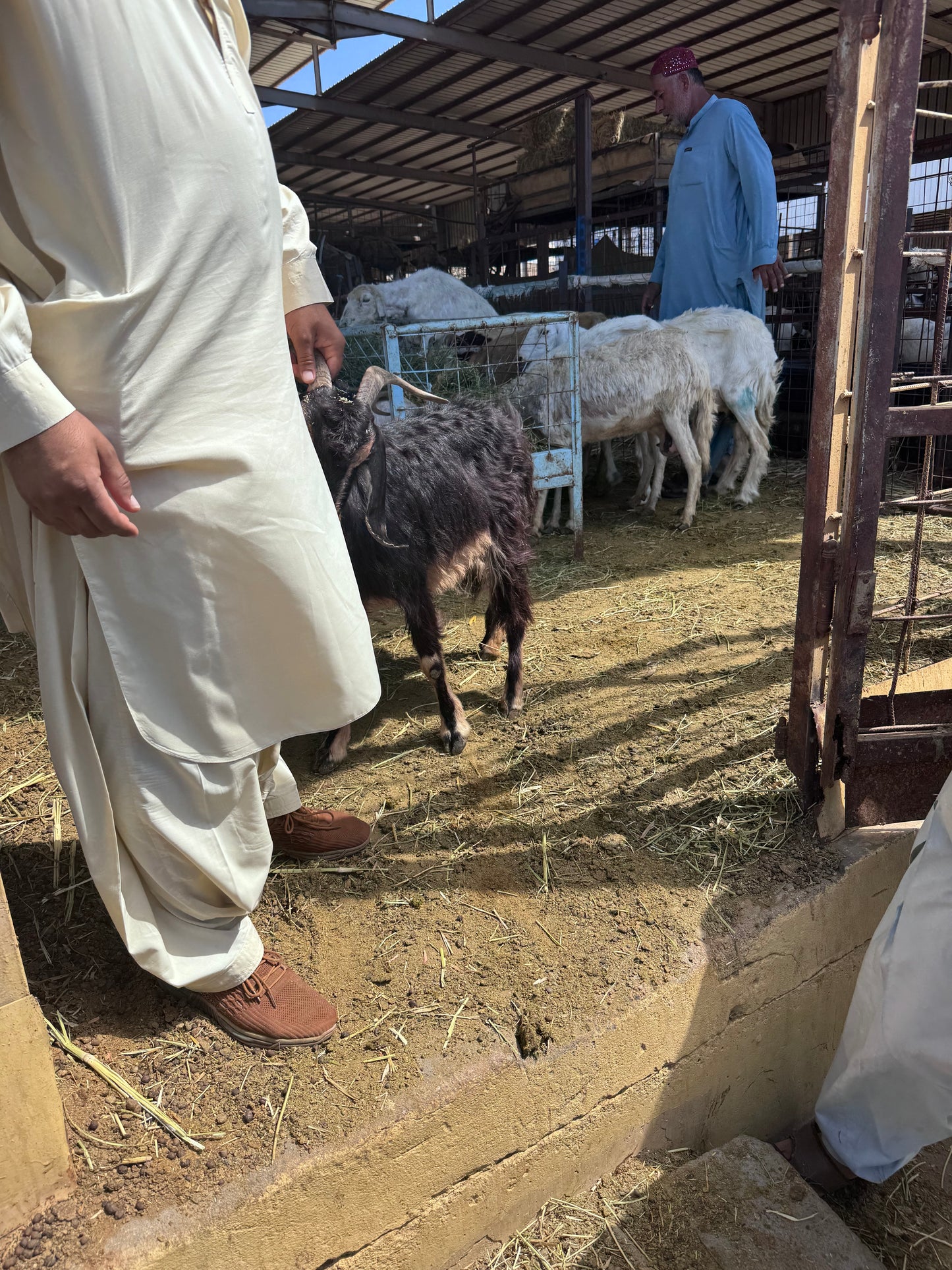 Sheep-Goat-Ram (Email will be send on completion Inshallah)