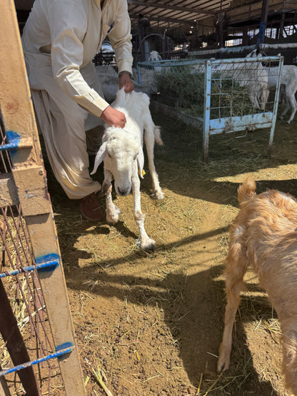 Sheep-Goat-Ram (Email will be send on completion Inshallah)