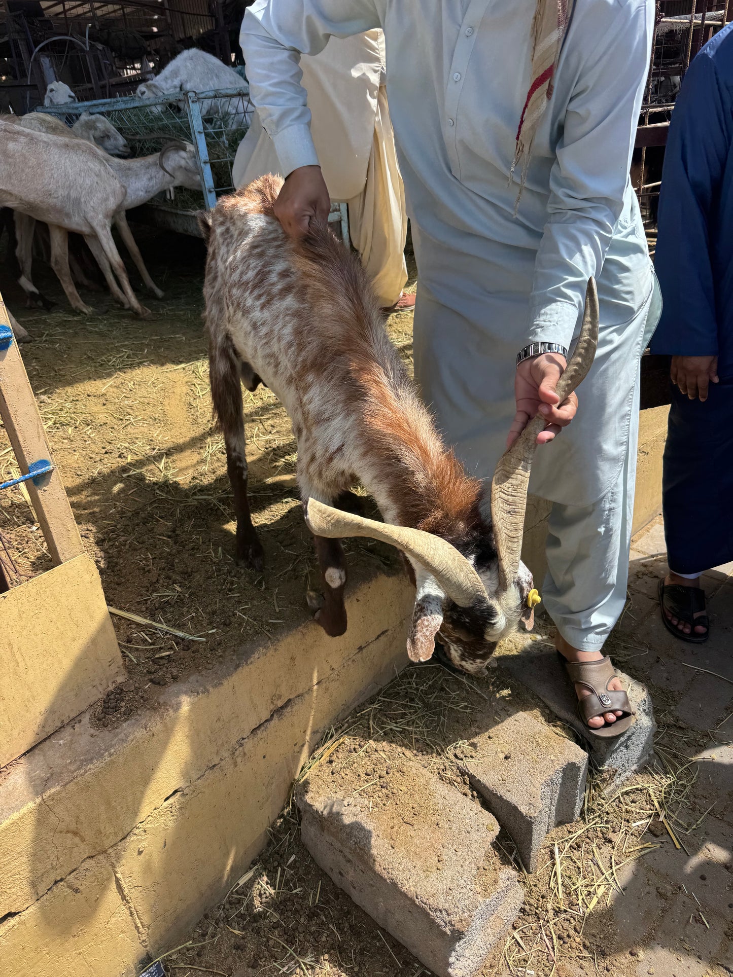 Sheep-Goat-Ram (Email will be send on completion Inshallah)