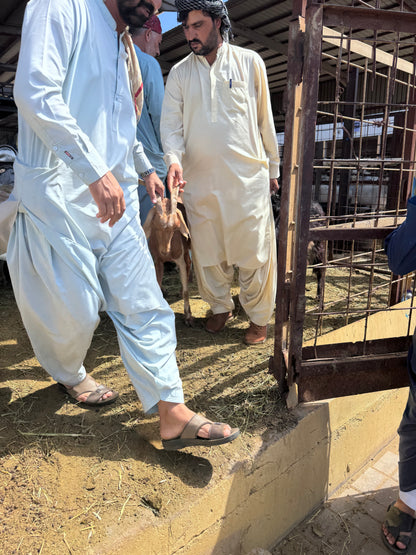 Sheep-Goat-Ram (Email will be send on completion Inshallah)