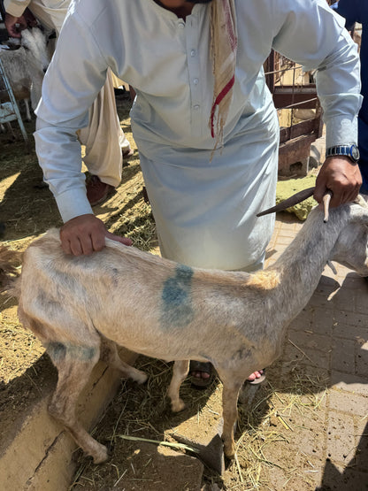Sheep-Goat-Ram (Email will be send on completion Inshallah)