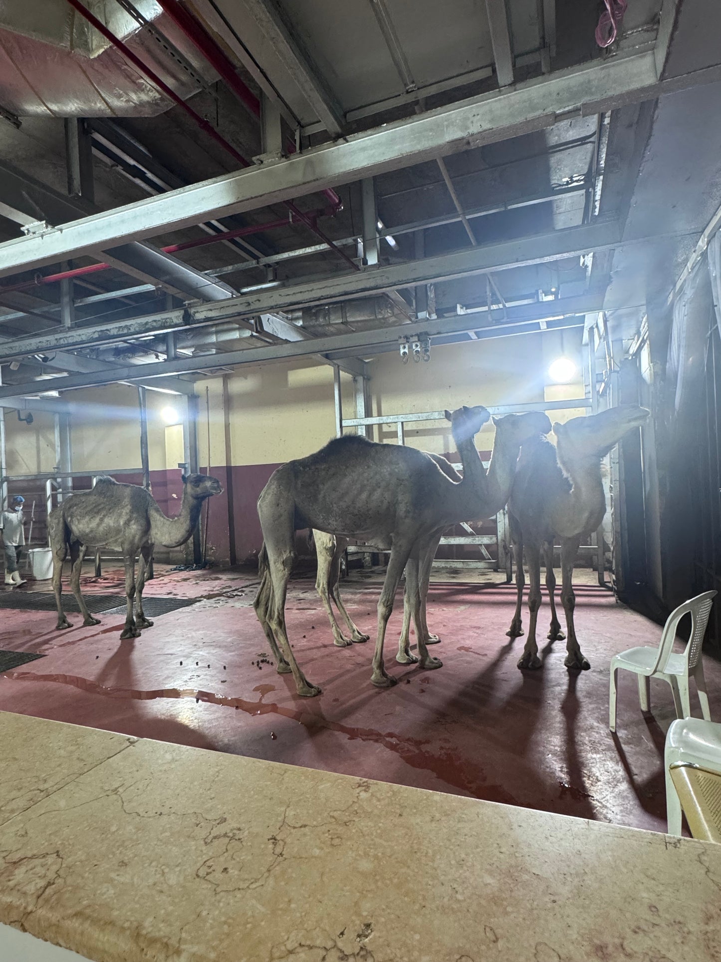 Camel (Email will be send on completion Inshallah)