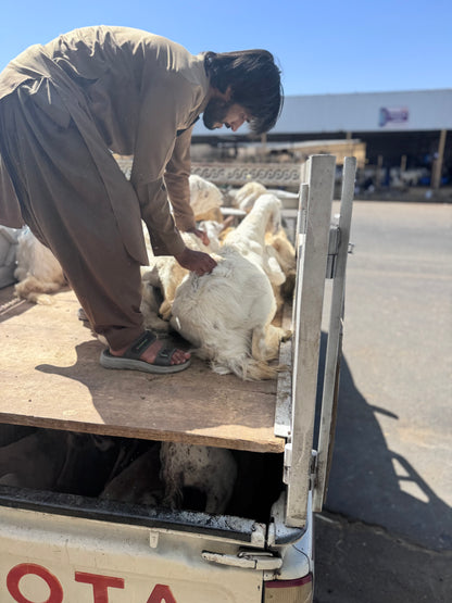 Sheep-Goat-Ram (Email will be send on completion Inshallah)