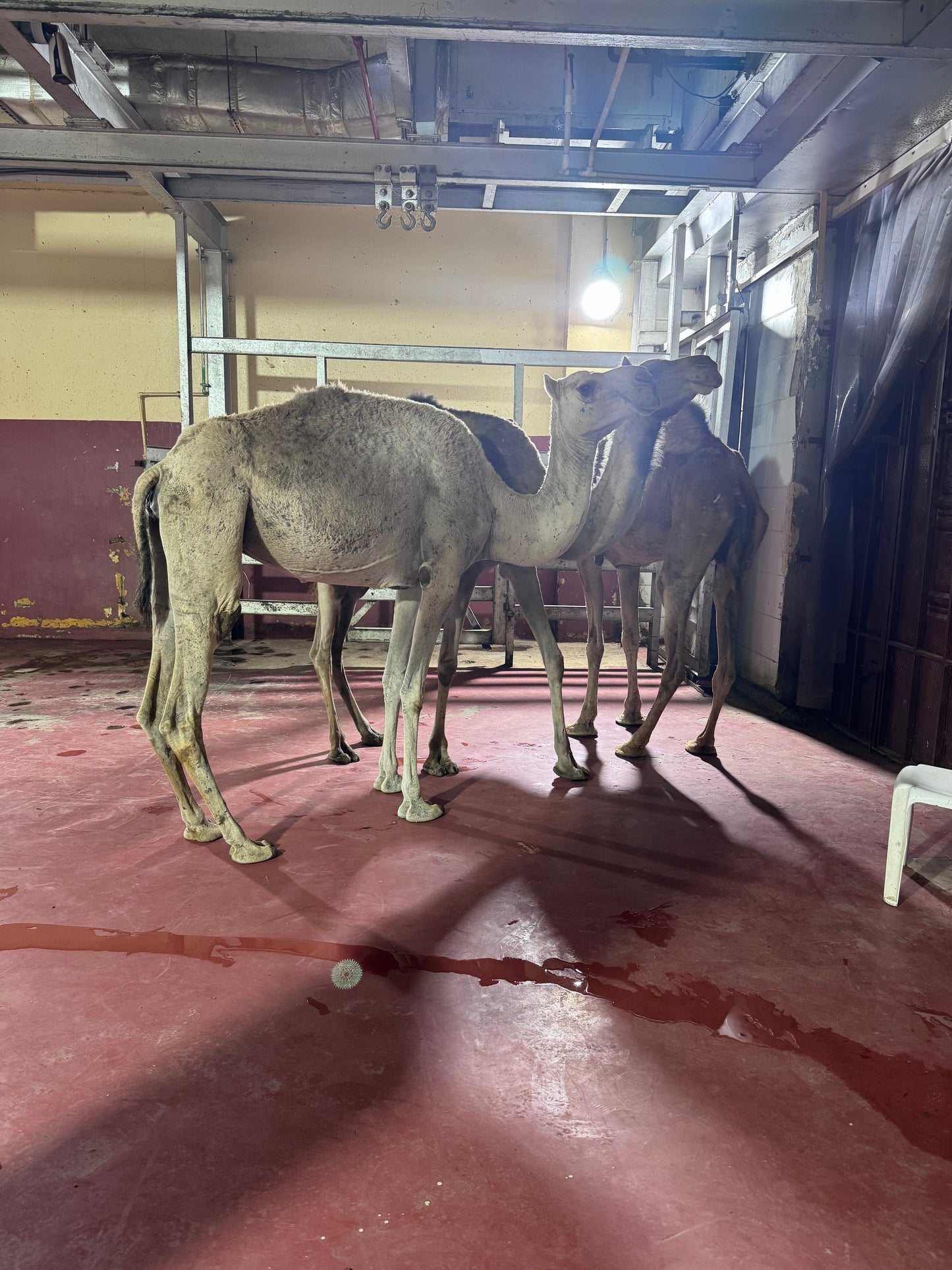 Camel (Email will be send on completion Inshallah)