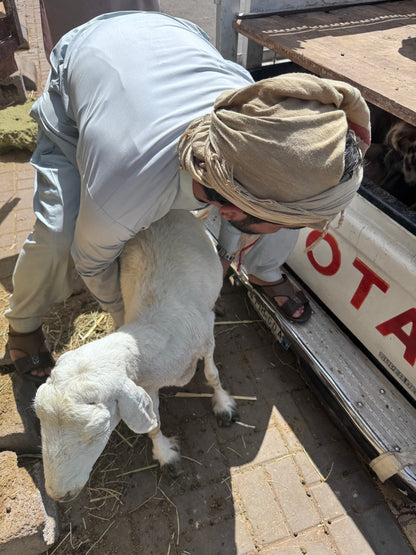 Sheep-Goat-Ram (Email will be send on completion Inshallah)