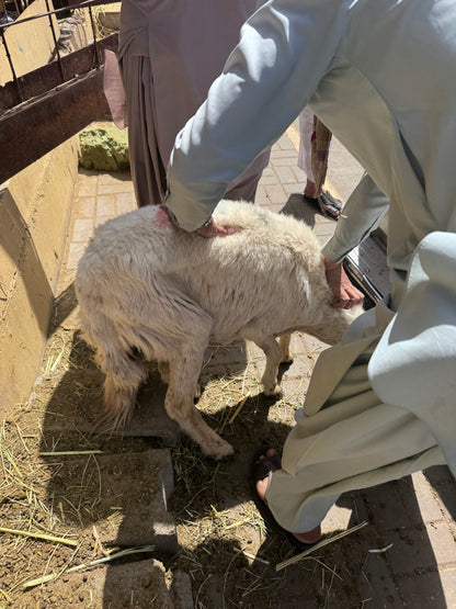 Sheep-Goat-Ram (Email will be send on completion Inshallah)