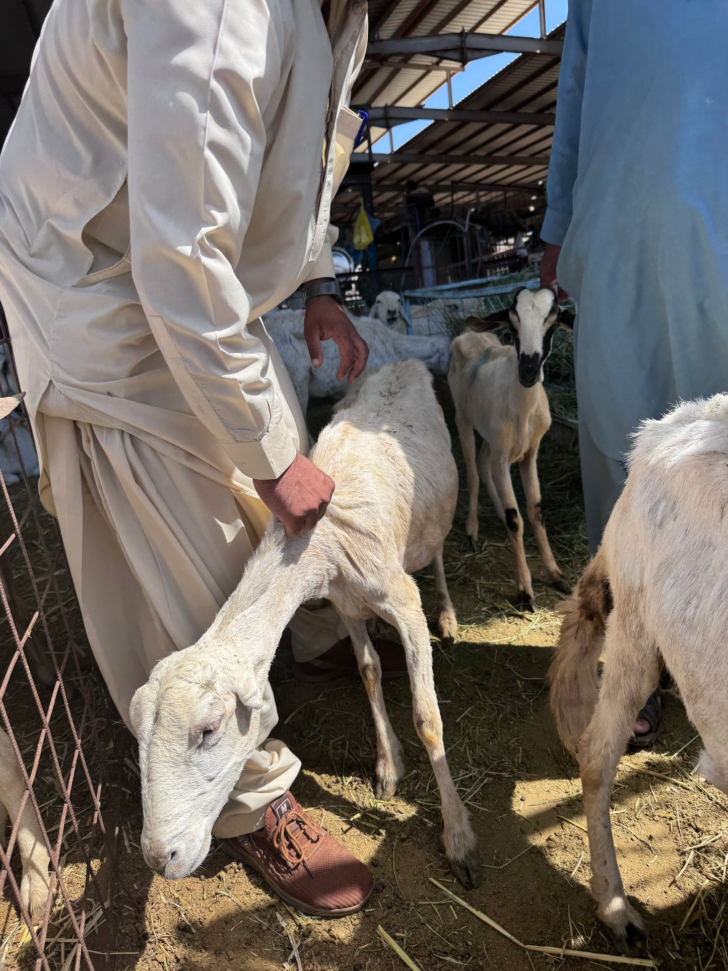 Sheep-Goat-Ram (Email will be send on completion Inshallah)