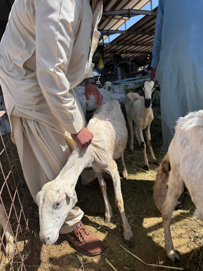 Sheep-Goat-Ram (Email will be send on completion Inshallah)