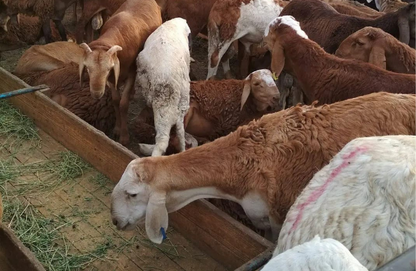 Sheep-Goat-Ram (Email will be send on completion Inshallah)