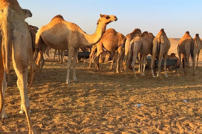 Camel (Email will be send on completion Inshallah)